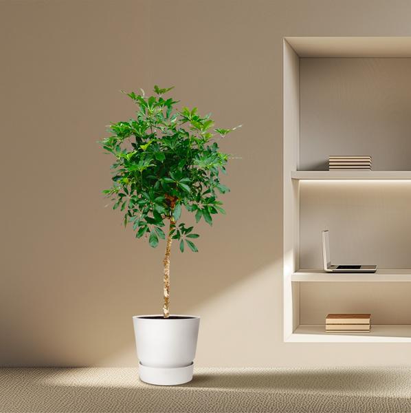 Schefflera on trunk - 180cm - ø35