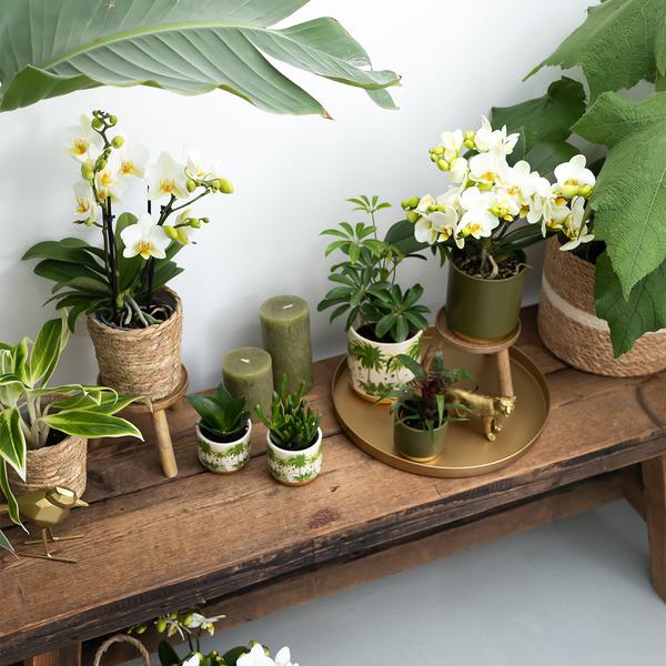 Kolibri Greens | Groene plant - Succulent Crassula Hobbit - groene kamerplant - vers van de kweker - Ø9cm