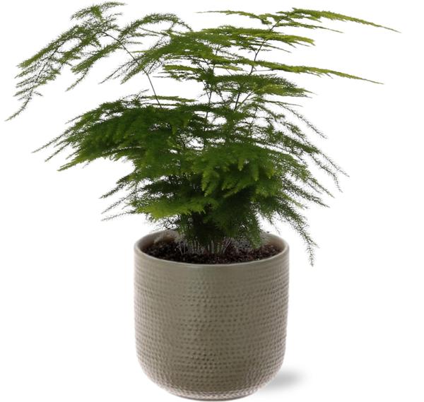 Asparagus Setaceus - Ø12cm - ↕28cm + Aresso Pot D13x12,5cm - Grijs Groen
