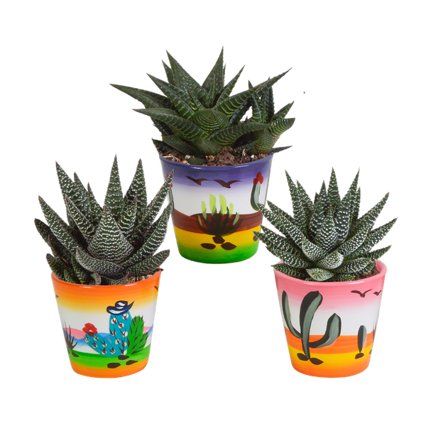 Gasteria/Haworthia mix 8,5cm - 3x - in Mexicaanse pot