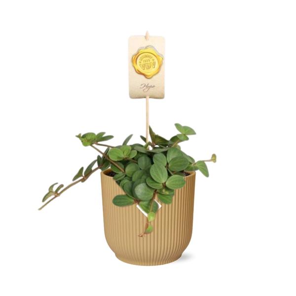 Peperomia &