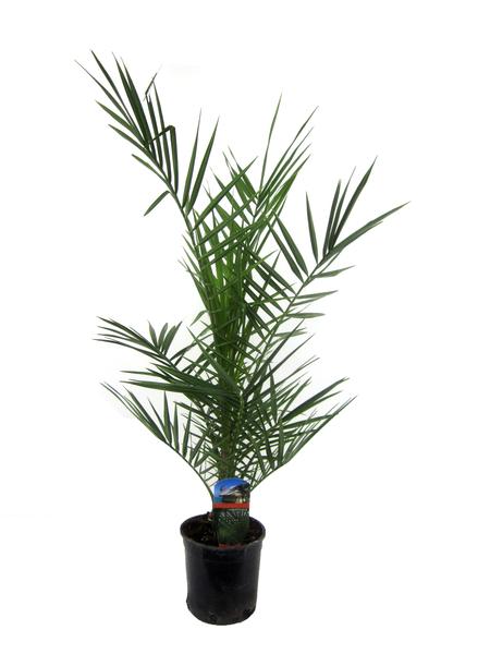 Arecaceae - Phoenix Canariensis