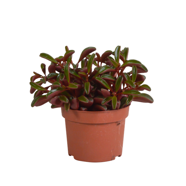 Peperomia graveolens - zonder pot