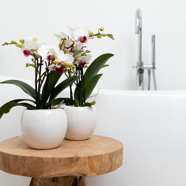 Bowl bloempot witte keramieken sierpot potmaat