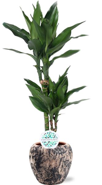 Dracaena Janet Lind - Ø17cm - ↕70cm + Doug Pot D18x16cm - Zwart Beige