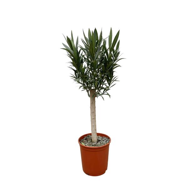 Nerium Oleander op Stam - Witte Bloem M