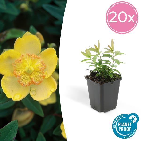 Hypericum calycinum - ↕10-25cm - Ø9cm - 20x