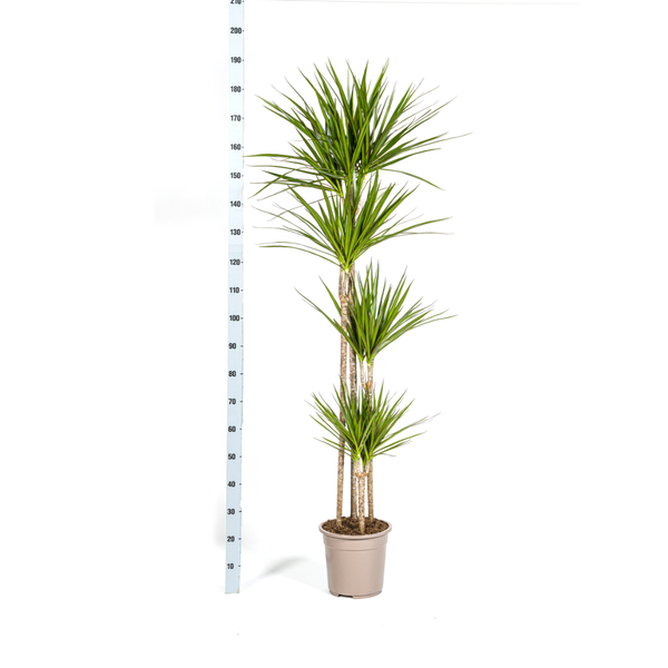 Dracaena Marginata Green zonder pot