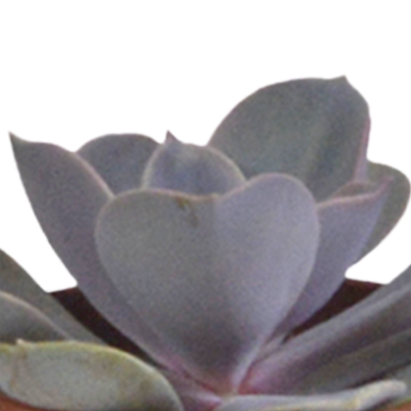 Vetplanten mix 5.5 cm - 5x - in witte pot