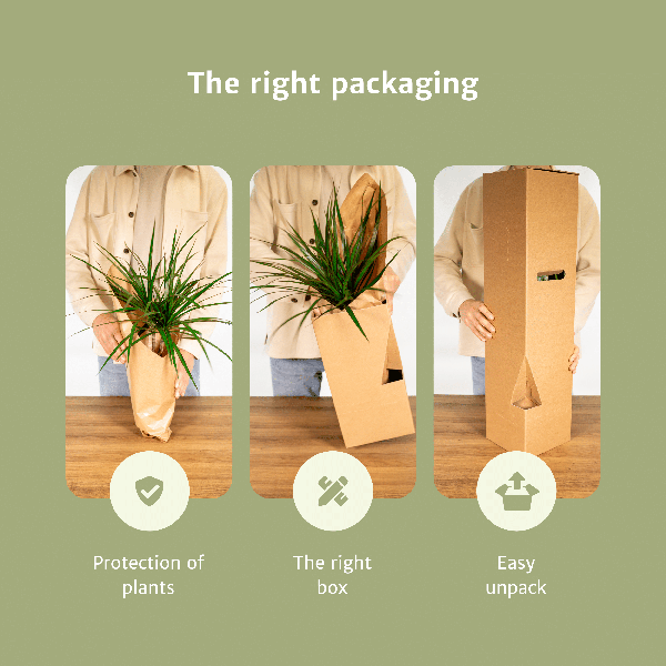 Diervriendelijke Plantenbox bevat vier prachtige kamerplanten