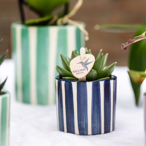 Kolibri Greens | Mix of green plants + Painted Stripe decorative pots - pot size Ø9cm & Ø6cm | flowering houseplants - fresh from the grower