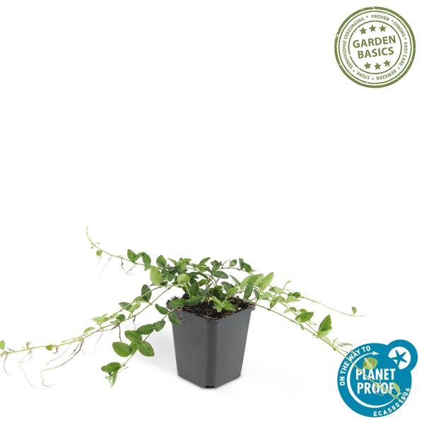 Vinca minor &