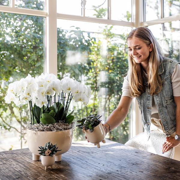 Drie Witte Plantenset in Gummy dish inclusief Waterreservoir