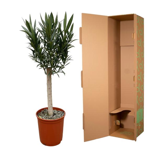 Nerium Oleander op Stam - Witte Bloem M