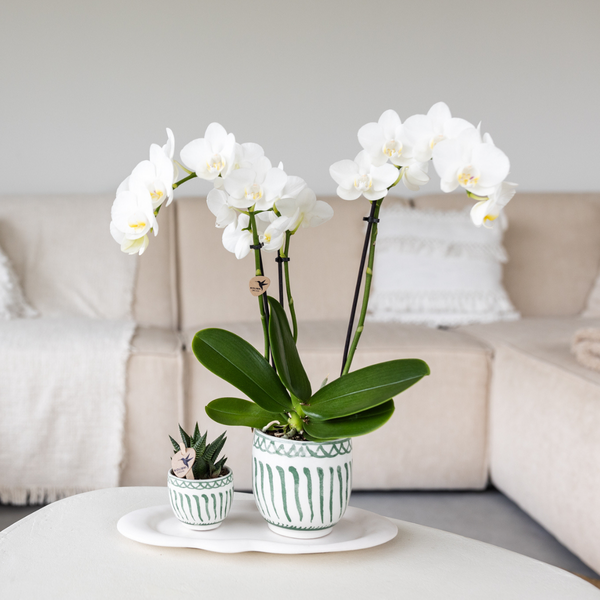 Granada green 6 cm
