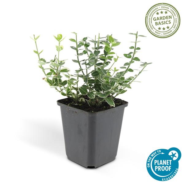 Euonymus &