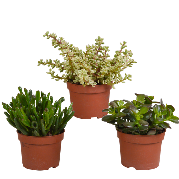 Crassula mix 10,5 cm - 3x - zonder pot