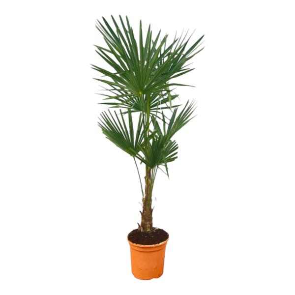 Arecaceae - Trachycarpus Fortuneii