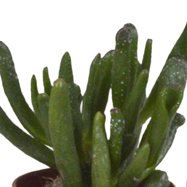 Vetplanten mix 5.5 cm - 5x - zonder pot
