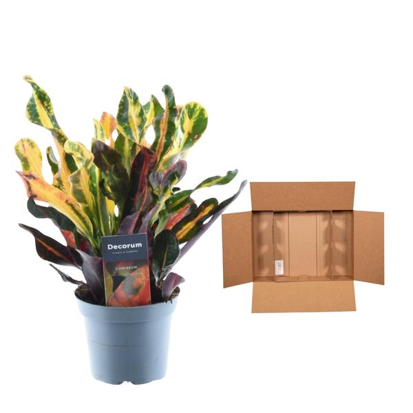 Codiaeum variegatum &