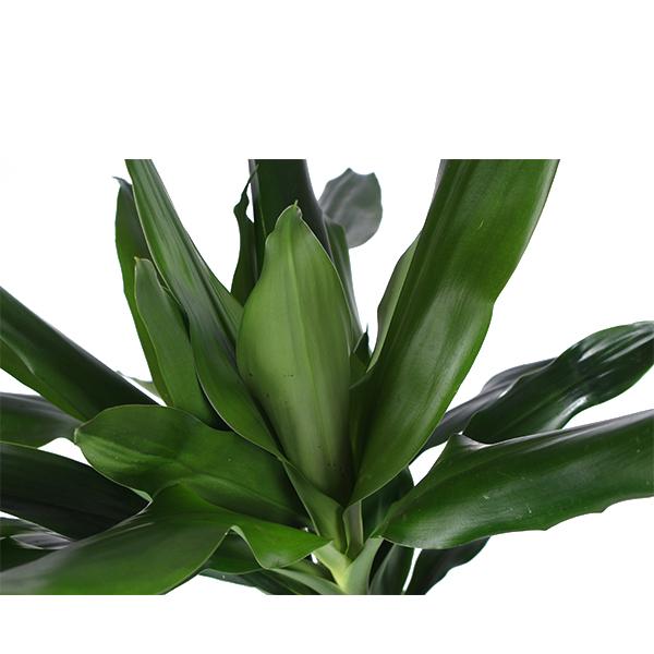 Dracaena Janet Lind Ø24cm ↕120cm in Boule OLIVE pot