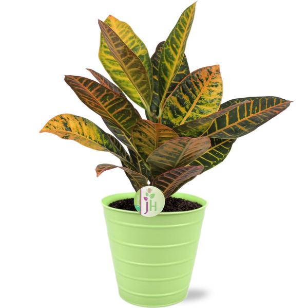 Codiaeum Petra - Ø17cm - ↕45cm + Bodhi Pot D18x17cm - Groen