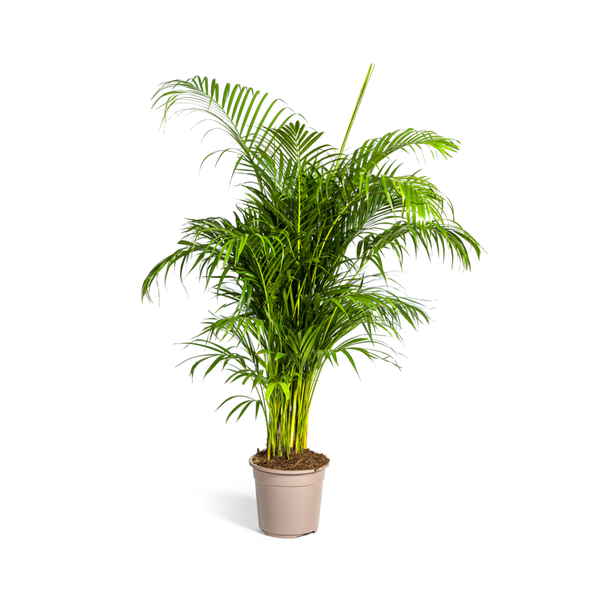 Dypsis lutescens Ø27cm - ↕160cm