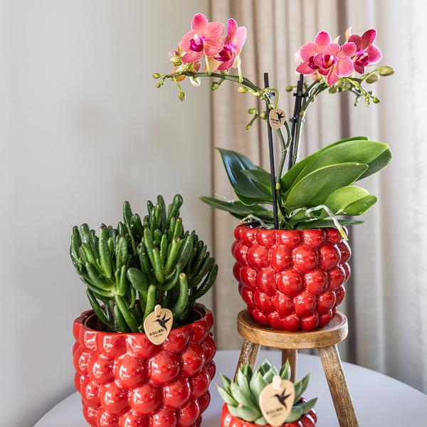 Berry pot 12 cm