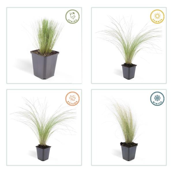 Stipa tenuissima &