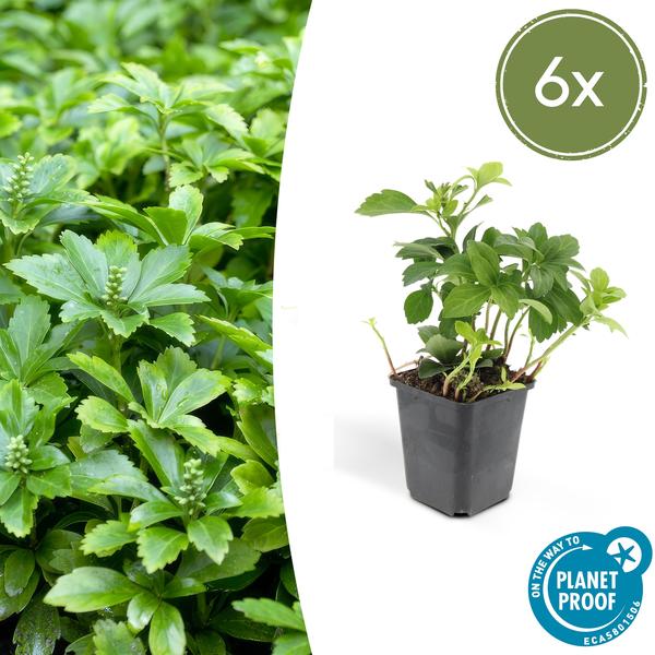 Pachysandra term. &