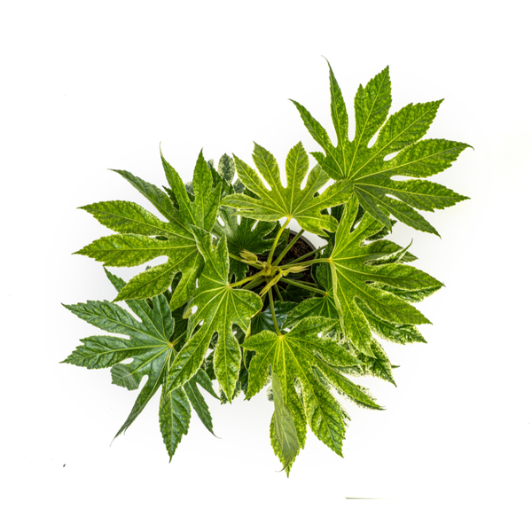 Fatsia Japonica Spider&