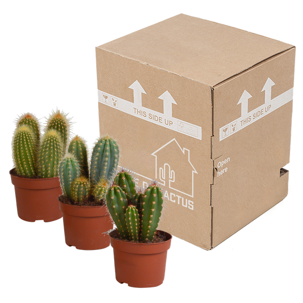 Cereus mix 10,5cm - 3x - zonder pot