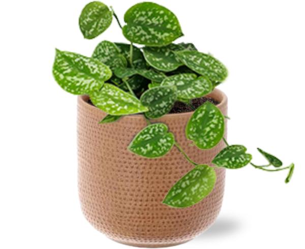 Scindapsus Pictus - Ø12cm - ↕15cm + Aresso Pot D13x12,5cm - Bruin
