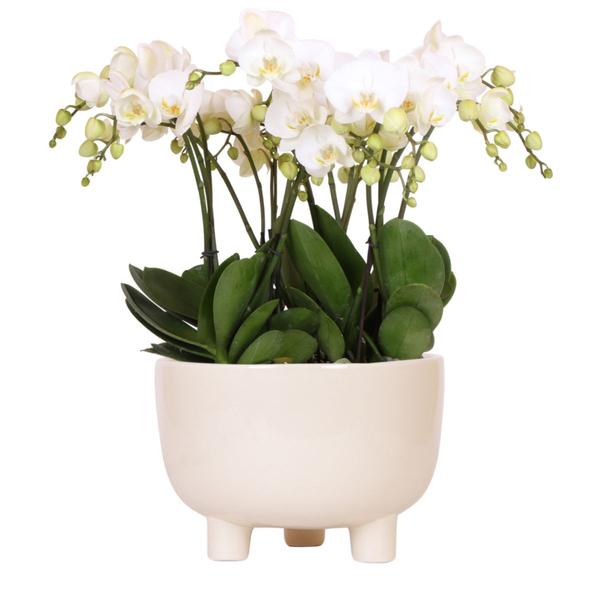 Drie Witte Plantenset in Gummy dish inclusief Waterreservoir