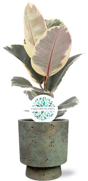 Ficus Elastica Tineke - Ø17cm - ↕60cm + Pot Aily D19x23cm - Groen