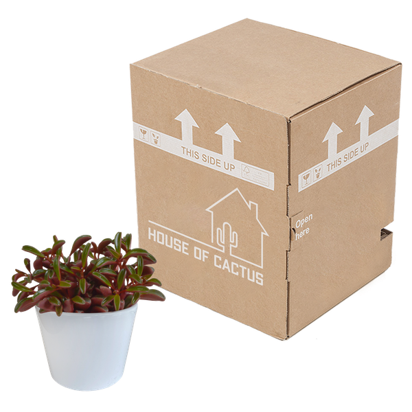 Peperomia graveolens - in witte pot