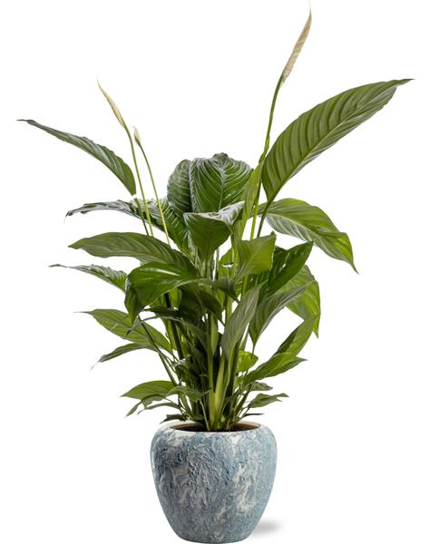 Spathiphyllum Bingo Cupido - Ø19cm - ↕80cm + Doug Pot D20x18cm - Grijs Wit