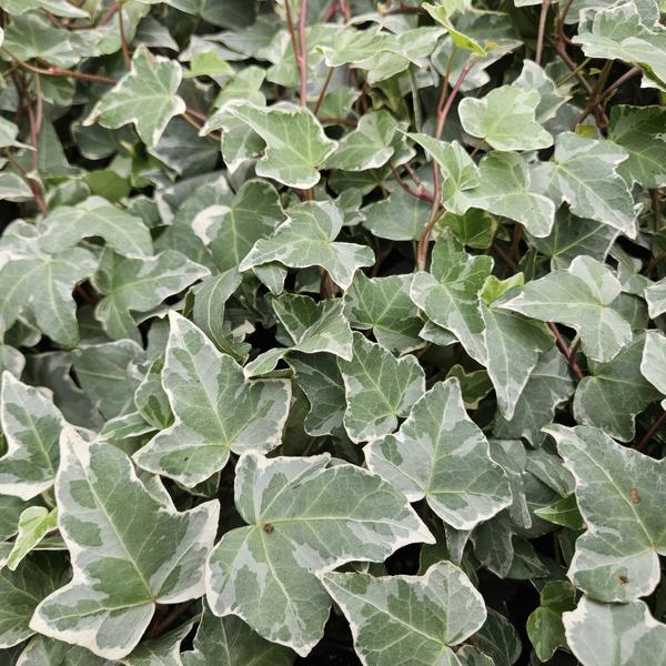 Hedera helix &