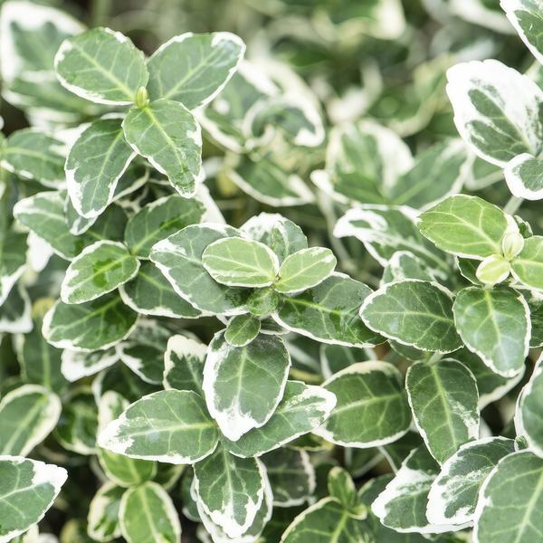 Euonymus &