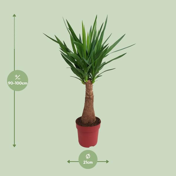 Yucca "Maya Tree" 40stem P21 - Ø21cm - ↕100cm