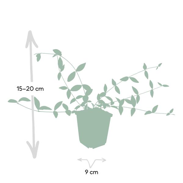 Vinca minor &