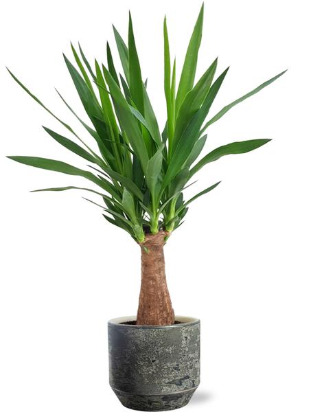 Yucca "Maya Tree" - Ø19cm - ↕80cm + Lars Pot D20x18cm - Grijs