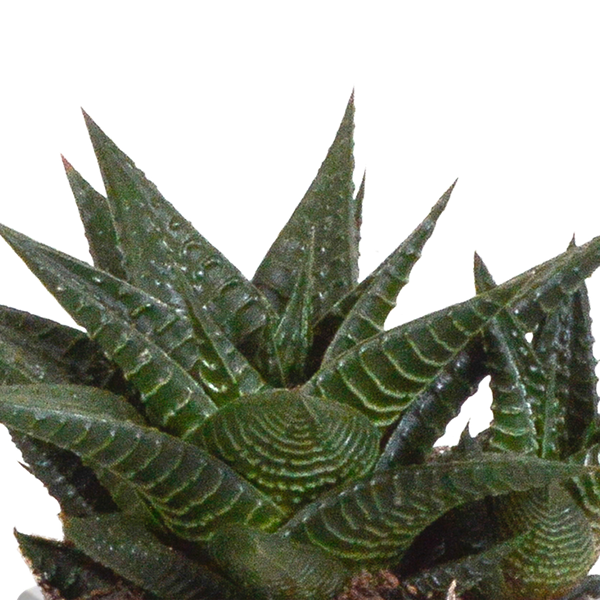 Gasteria/Haworthia mix 8,5cm - 3x - in Mexicaanse pot