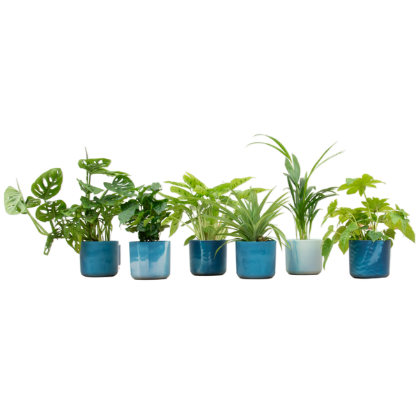 Verrassingsbox – 6 Bijzondere Kamerplanten met atlantisch blauw sierpot