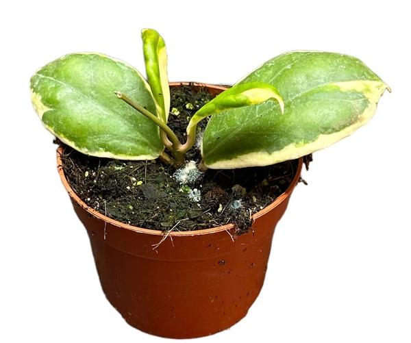 Hoya Incrassata Variegata - Ø10,5cm - ↕10cm