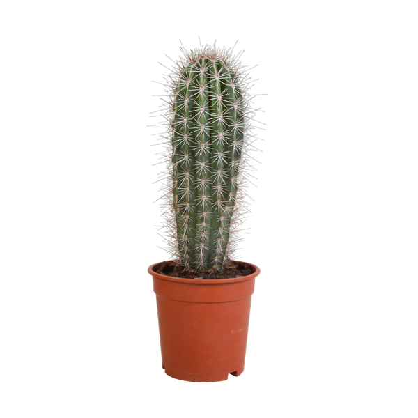 Pachycereus pringlei - 17cm - zonder pot