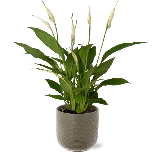 Spathiphyllum Bingo Cupido - Ø12cm - ↕45cm + Aresso Pot D13x12,5cm - Grijs Groen