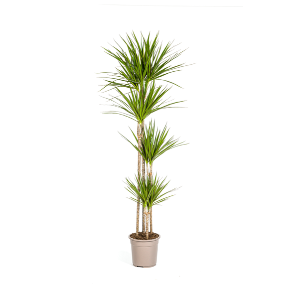 Dracaena Marginata Green zonder pot