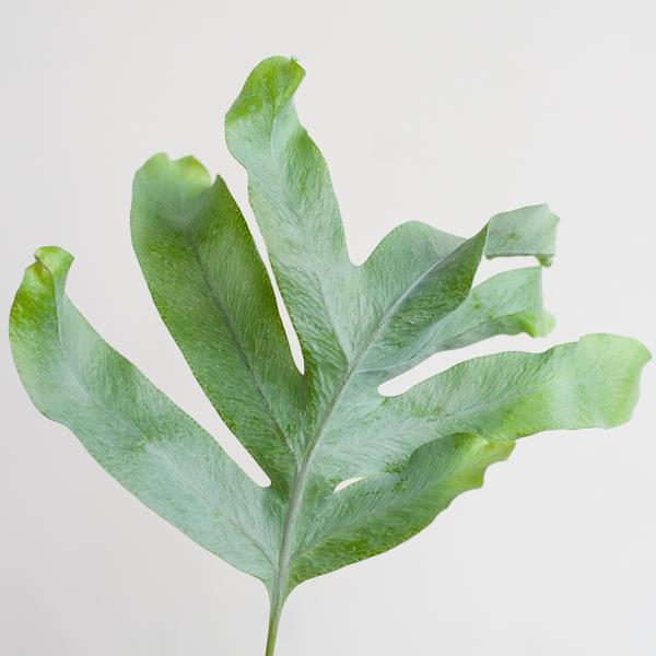 Phlebodium Aureum &