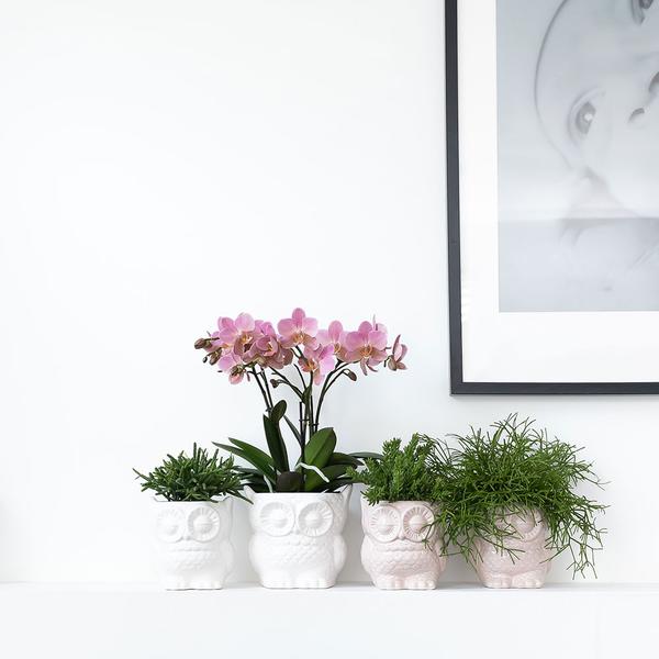 Owl bloempot witte keramieken sierpot